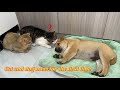So funny and cute😂!The kitten met the puppy for the first time.The puppy occupied the kitten's bed