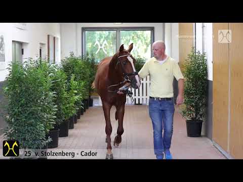 Verden Stallion Licensing 2020 - No. 25 Stallion by Stolzenberg - Cador - Ramiro's Boy