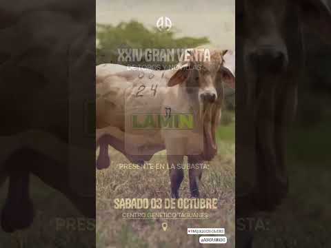 Visítanos en el Stand LAMIN  hoy 03/10 en el centro genético taguanes de cojedes, Subasta Amadio