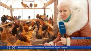 Птичье царство зимой