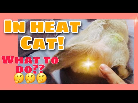 In Heat Cat Remedy using Acupressure (Tagalog) QUICK tutorial VIDEO!