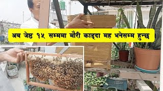 अब जेष्ठ १५ सम्ममा मौरी काड्दा मह भनेसम्म हुन्छ#Dailyvlogs#Beekeeping video#Abhiyan TV, Surendra Rai