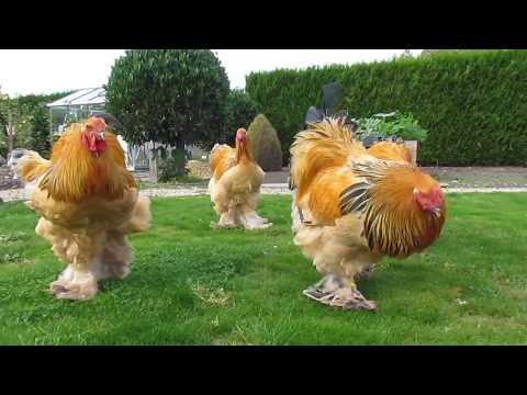 , title : 'Bad boys ... buff columbian brahma roosters born in april'
