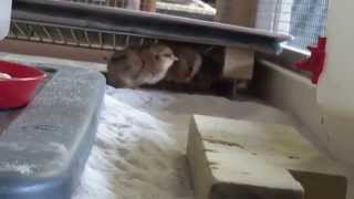 April Chicks Electric Hen 4 3 15