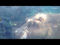 Hippos In The Water