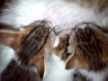 Мурлыканье котят и их мамы 