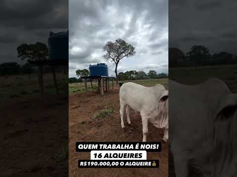 16 alqueires próximo a São Luís de Montes Belos - GO