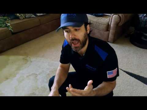 YouTube video about: Does raccoon pee smell like cat pee?