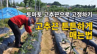 토마토 줄  세우기 | 토마토 지지대연결 | 토마토 세우는법 |토마토 기르기