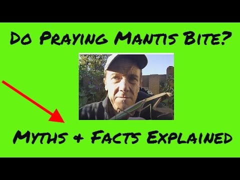 Can Praying Mantis Bite