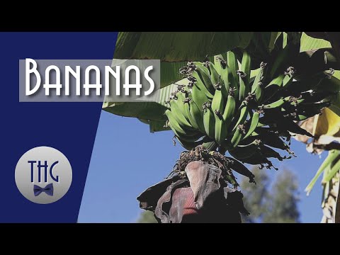 How Bananas Changed the World