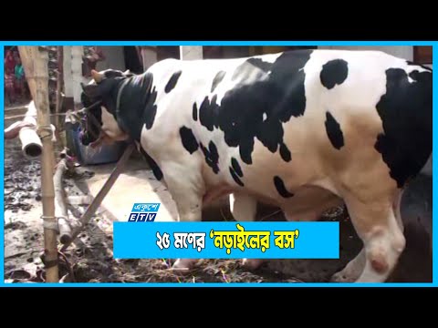 মাশরাফির জন্য প্রস্তুত ২৫ মণের ‘নড়াইলের বস’