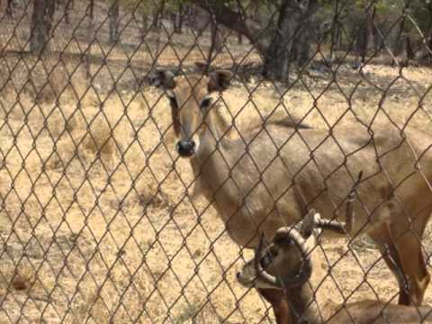 Bhopal video