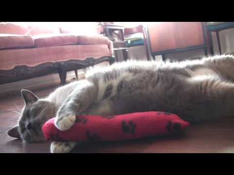 download lagu mp3 mp4 Kitty Toys To Make, download lagu Kitty Toys To Make gratis, unduh video klip Kitty Toys To Make