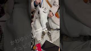 チュピチュピ練習 #猫ミーム #chipichipichapachapa
