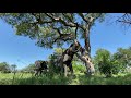Jabu The Elephant Harvesting Morula Fruit | Living With Elephants Foundation, Okavango Delta