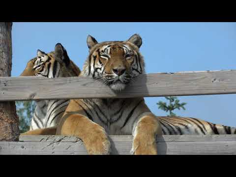 Wild-At-Heart Cat Profile: The Tiger Trio 🐯 🐯 🐯