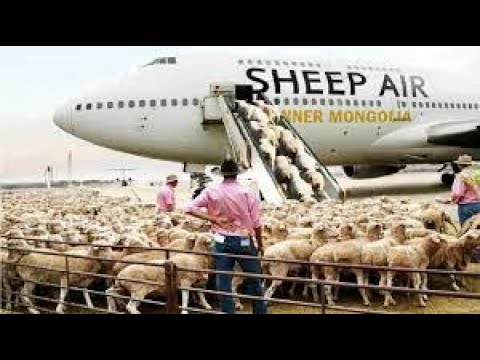 how to export millions of sheep, pig, cows - Modern Transport Technology by aircraft and big ship