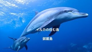 preview picture of video 'イルカの住む島・御蔵島　Dolphin Island Mikurajima'