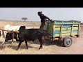 NDAMA JIGUSHILAGA 2025