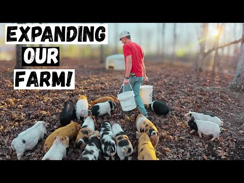 Clearing Overgrown Land for Farm Expansion