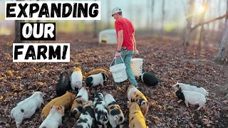 Clearing Overgrown Land for Farm Expansion