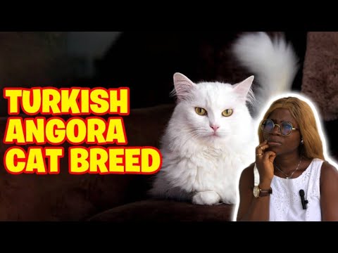 Turkish Angora Cat Breed 101 | Reaction 