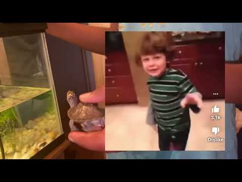 Bruno had to get an injection.. Turtle Life