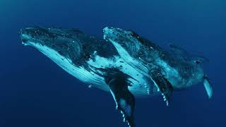Whale Wisdom trailer