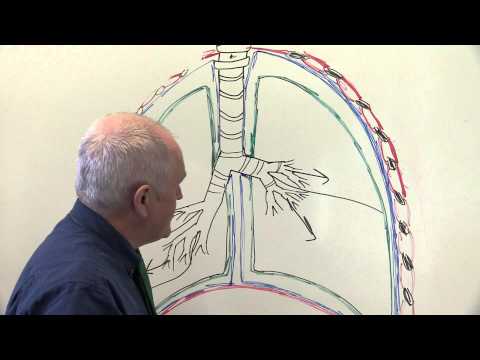 Respiratory System 3, Pleural membranes and breathing