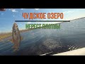 Ловля плотвы в нерест на Чудском озере. Шикарный клёв на поплавочную удочку.