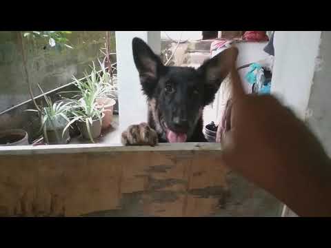 our five months old German Shepherd puppy