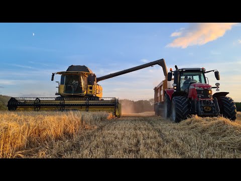 Back At Home Harvesting Barley
