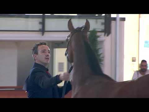 N.45 MICHELANGELO REGALIS - Italian Nationals 2018 - Yearling Colts (Class 4B)