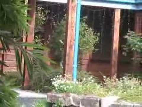 Real stories, tree man