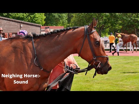 Neighing Horse:- Sound