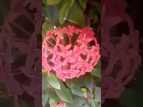 Ms.Punita@DAV4Bokaro,  G Sc, Std 4, Ch 3,  Flowers,  Part  1