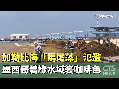 加勒比海「馬尾藻」氾濫　墨西哥碧綠水域變咖啡色