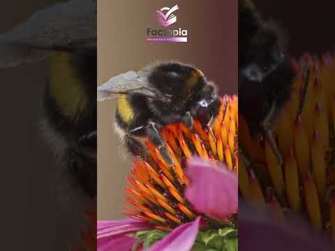 Do Bees Feel Sadness? The Hidden Side of Their Tiny Brains