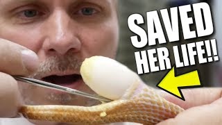 MY SNAKE IS EGG BOUND!! NOW WHAT?? AGAIN!! | BRIAN BARCZYK