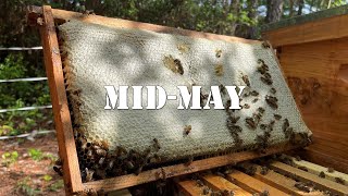 Mid-May | #colesfarmnc #jacksonvillenc #beekeeping