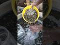 Ayira Meen Small Fish Spined Loach Shoppingwithsk Ayirameen Tamil Smallfish Shorts Short