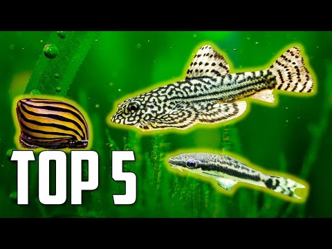 Top 5 Algae Eaters to Clean Your Aquarium