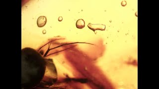 Křídový jantar B-62