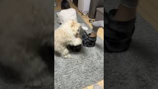 飼い主の足に異常な執着を見せる犬