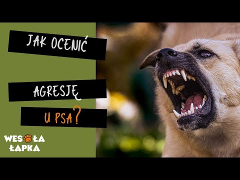 Jak ocenić agresję u psa