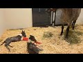 Surprise Mare Defies Odds Gives Birth To Twins At UGA S Veterinary Hospital