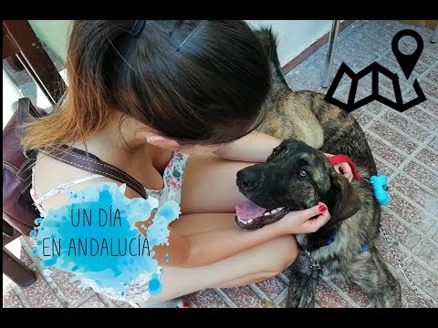 Excursion canina con Magon y Taher: Un día en el sur de Andalucía | Lilly Refuse