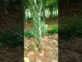 Technique for Braiding Money Trees #farmingtech @HappyFarm85