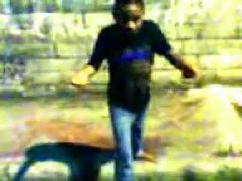 LOS TIGUERES QUE GATAN - TOXIC CROW FEAT BLACK JONAS POINT PROD BY CHIMBALA